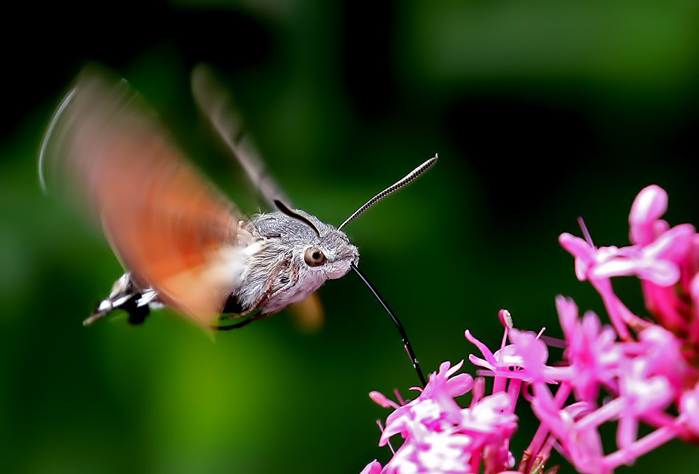 hummingbird hawk moth.